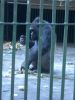 zoo_gorilla1.jpg