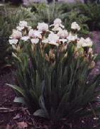 Green-Flowered Iris, 2000