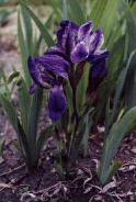 Purple-flowered Iris, 2000