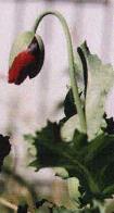 Poppies--Raggedy Anns, 2001, photo by Rosanna Parry