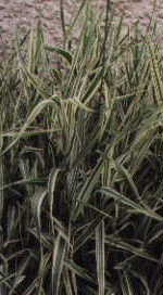Ribbon Grass