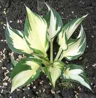 Fire and Ice hosta, 2003