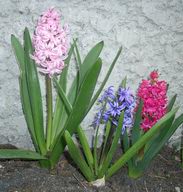 Hyacinths, 2003