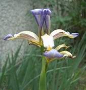Small-flowered Iris, 2000