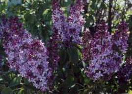 Lilacs, 2000