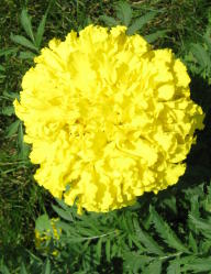 Yellow Treasure marigold, 2008