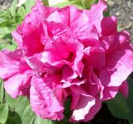 Petunia--Cascade Double Pink