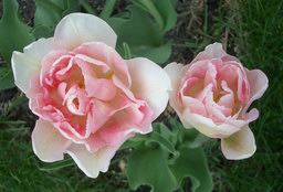 angelique tulips, 2004