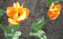 orange emperor tulips, 2000