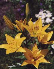 Gee Lily, 2001