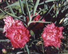 Carnation, 2000