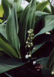 Lily of the Valley, 2000