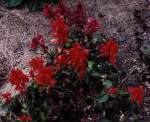 Salvia, 2000