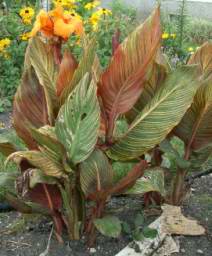 Phasion Canna Lily, 2005