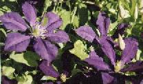 Clematis, 2001, photo by Rosanna Parry