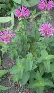 Monarda, 2003