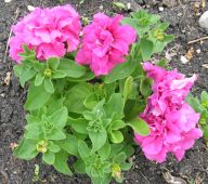 Petunias--Cascade Double Pink