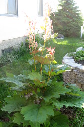 Ornamental Rhubarb, 2013