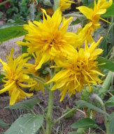 Doublequick Sunflower, 2009
