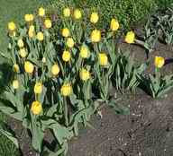 yellow tulips, 2004