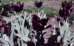 Black Parrot Tulips, 2000
