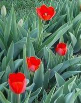 red tulips, 2003