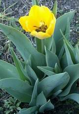 yellow tulips, 2003